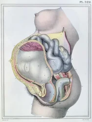 Anatomía de una mujer embarazada, de 